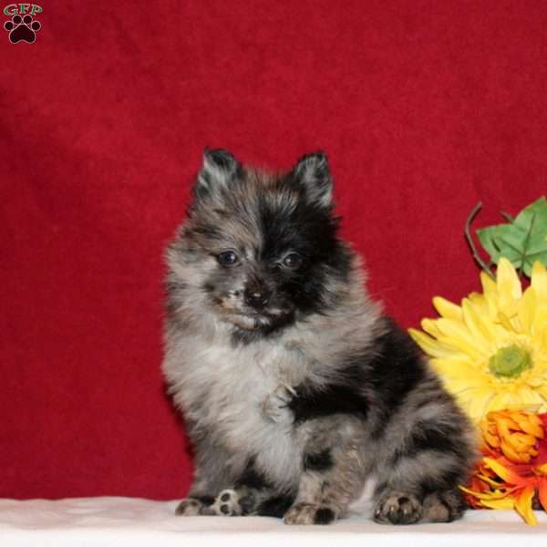 Tiberius, Pomeranian Puppy